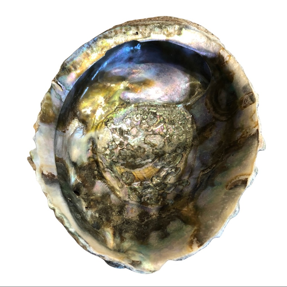 Abalone Sea Shell Green Gold Pink  Natural Beach Side Lapidary Dish Bowl 6 X 4.5